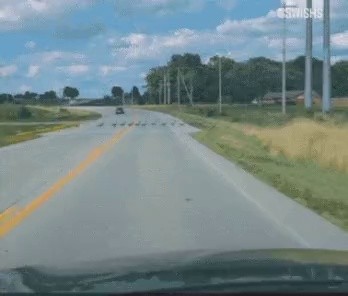 A flock of geese seen while driving