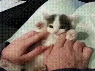 The reason why a useless cat was able to survive by clinging to humans.gif