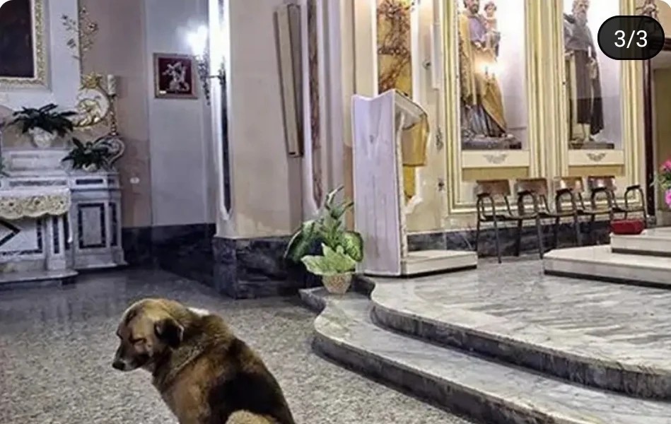 The reason why dogs come to church every day