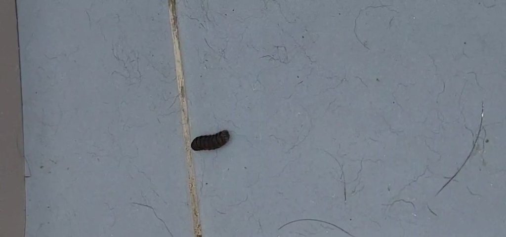 What is the name of the toilet caterpillar larvae?