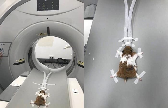 Guide to MRI scans for hamsters