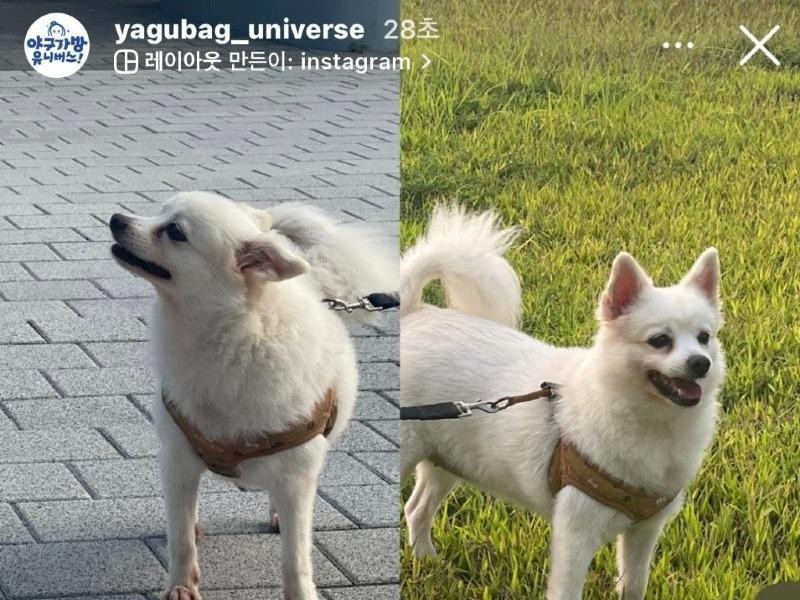 A puppy abandoned at a baseball field.  jpg