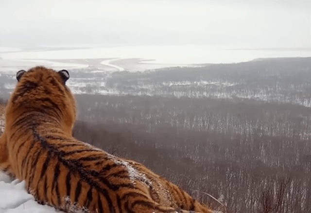 Current status of tigers from Mt. Baekdu, which are said to be very lively